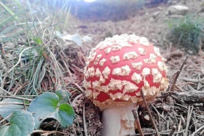 Rovellons, ceps, fredolics,...envia'ns fotos de la teva sortida al bosc.
