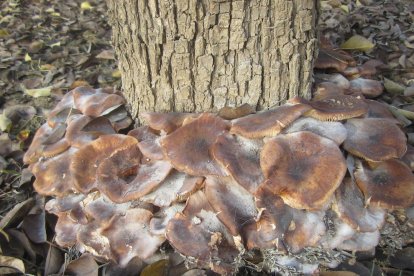 Rovellons, ceps, fredolics,...envia'ns fotos de la teva sortida al bosc.