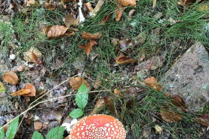 Rovellons, ceps, fredolics,...envia'ns fotos de la teva sortida al bosc.