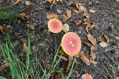 Rovellons, ceps, fredolics,...envia'ns fotos de la teva sortida al bosc.