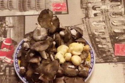 Rovellons, ceps, fredolics,...envia'ns fotos de la teva sortida al bosc.