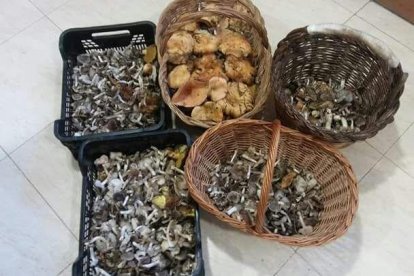 Rovellons, ceps, fredolics,...envia'ns fotos de la teva sortida al bosc.