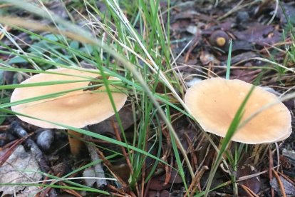 Rovellons, ceps, fredolics,...envia'ns fotos de la teva sortida al bosc.