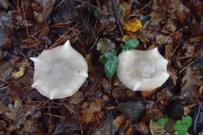Rovellons, ceps, fredolics,...envia'ns fotos de la teva sortida al bosc.