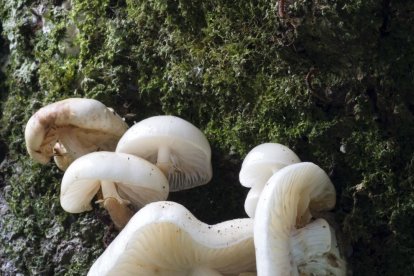 Rovellons, ceps, fredolics,...envia'ns fotos de la teva sortida al bosc.