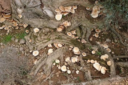 Quimet Badía Zapater