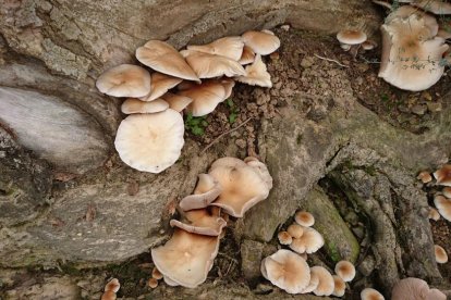 Quimet Badía Zapater