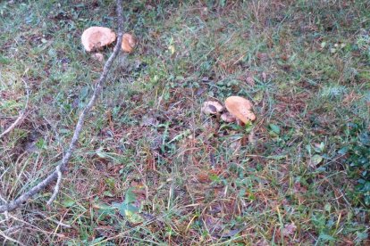 Rovellons, ceps, fredolics,...envia'ns fotos de la teva sortida al bosc.