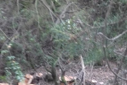 Rovellons, ceps, fredolics,...envia'ns fotos de la teva sortida al bosc.