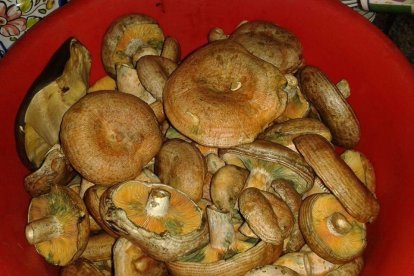 Cristina Canals Sanchez