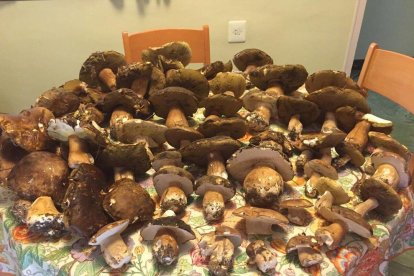 Rovellons, ceps, fredolics,...envia'ns fotos de la teva sortida al bosc.