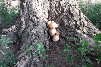 JOSEP MIQUEL SERRANO SIMO