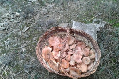Rovellons, ceps, fredolics,...envia'ns fotos de la teva sortida al bosc.