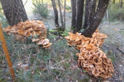 Rovellons, ceps, fredolics,...envia'ns fotos de la teva sortida al bosc.