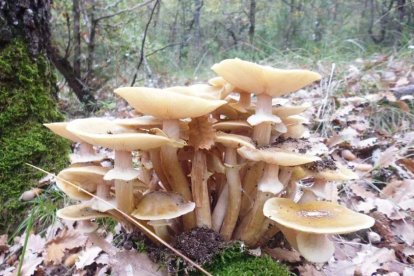 Rovellons, ceps, fredolics,...envia'ns fotos de la teva sortida al bosc.