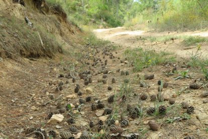 Les fulles cauen, arriba la boira i comença a fer fred.