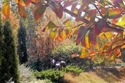 Les fulles cauen, arriba la boira i comença a fer fred.
