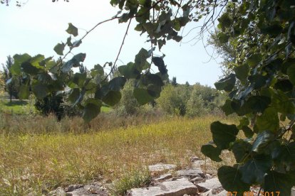 Les fulles cauen, arriba la boira i comença a fer fred.