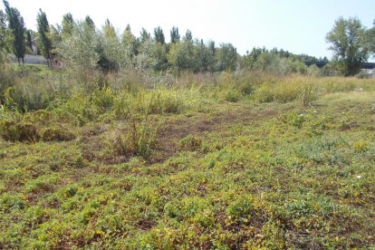 Les fulles cauen, arriba la boira i comença a fer fred.