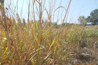 Les fulles cauen, arriba la boira i comença a fer fred.