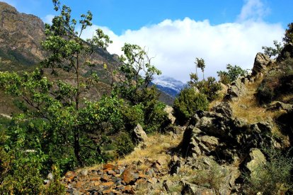 Les fulles cauen, arriba la boira i comença a fer fred.