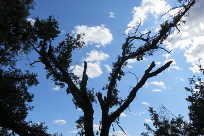 Les fulles cauen, arriba la boira i comença a fer fred.