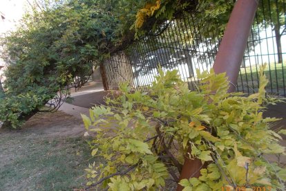 Les fulles cauen, arriba la boira i comença a fer fred.