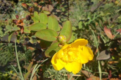 Les fulles cauen, arriba la boira i comença a fer fred.