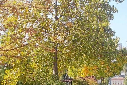 Les fulles cauen, arriba la boira i comença a fer fred.