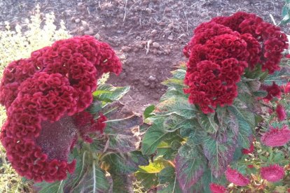 Les fulles cauen, arriba la boira i comença a fer fred.