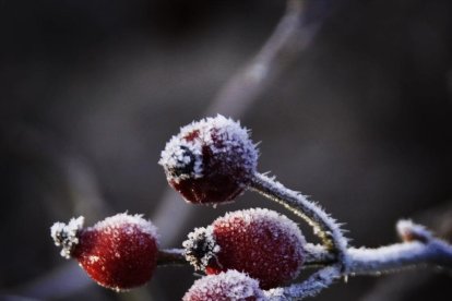 El fred, la boira i la neu... l'hivern ja és aquí!