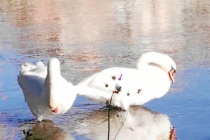 Les fulles cauen, arriba la boira i comença a fer fred.
