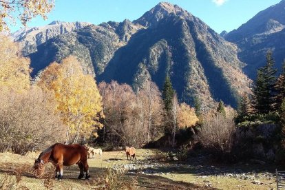 Beatriu Cabasés Charles