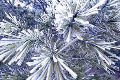 El fred, la boira i la neu... l'hivern ja és aquí!