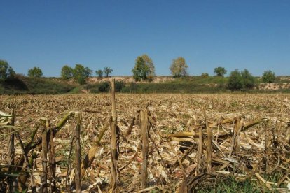 Les fulles cauen, arriba la boira i comença a fer fred.