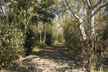 Les fulles cauen, arriba la boira i comença a fer fred.