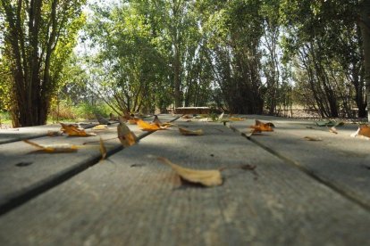 Les fulles cauen, arriba la boira i comença a fer fred.