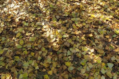 Les fulles cauen, arriba la boira i comença a fer fred.