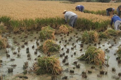 Les fulles cauen, arriba la boira i comença a fer fred.