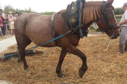 Les fulles cauen, arriba la boira i comença a fer fred.