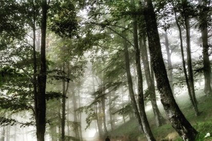 Les fulles cauen, arriba la boira i comença a fer fred.