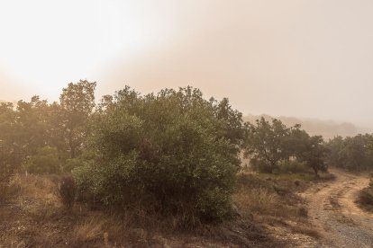 Les fulles cauen, arriba la boira i comença a fer fred.