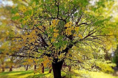 Les fulles cauen, arriba la boira i comença a fer fred.
