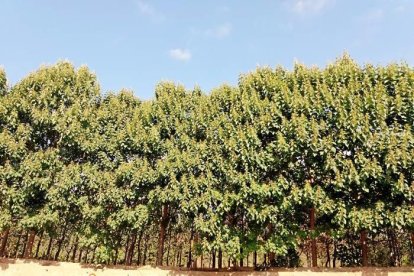 Les fulles cauen, arriba la boira i comença a fer fred.