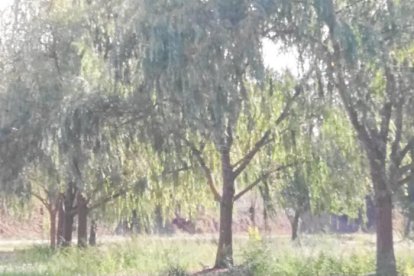 Les fulles cauen, arriba la boira i comença a fer fred.