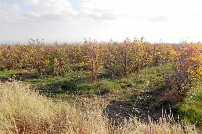 Les fulles cauen, arriba la boira i comença a fer fred.