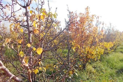 Les fulles cauen, arriba la boira i comença a fer fred.