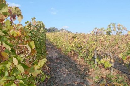Les fulles cauen, arriba la boira i comença a fer fred.