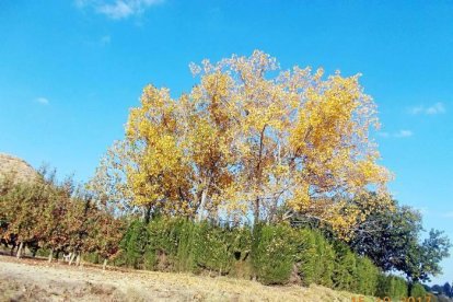 Les fulles cauen, arriba la boira i comença a fer fred.