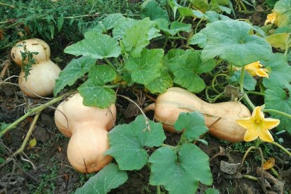 Les fulles cauen, arriba la boira i comença a fer fred.